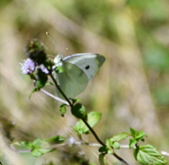 Pieris rapae