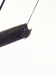 Lepidocolaptes leucogaster