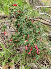 Stenanthera conostephioides