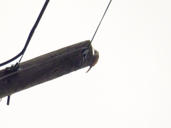 Lepidocolaptes leucogaster