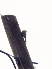 Lepidocolaptes leucogaster