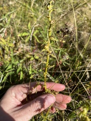 Pedicularis parviflora