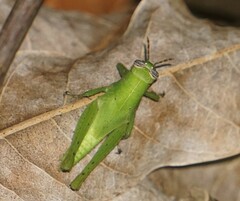 Abracris flavolineata