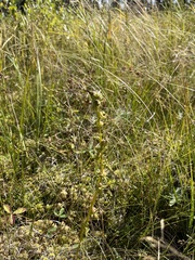 Pedicularis parviflora