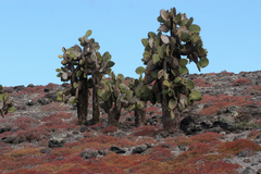 Opuntia galapageia