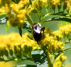 Bombus impatiens