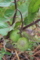 Asclepias