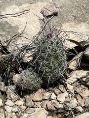 Neolloydia conoidea
