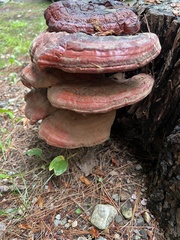 Ganoderma tsugae