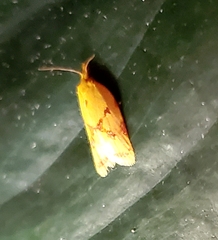 Sparganothis sulfureana