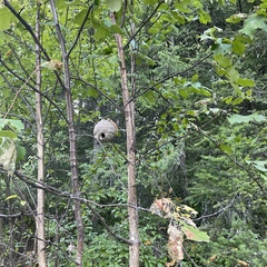 Dolichovespula maculata