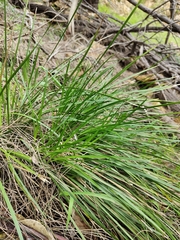 Lomandra densiflora