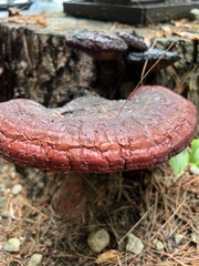 Ganoderma tsugae