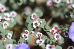 Euphorbia melanadenia