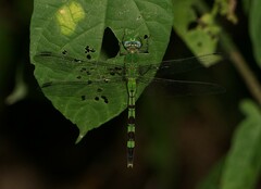 Erythemis vesiculosa