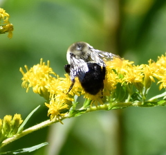 Bombus impatiens