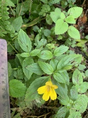 Erythranthe dentata