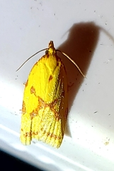 Sparganothis sulfureana