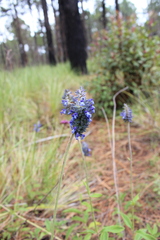 Salvia stachyoides