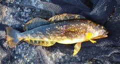 Hexagrammos stelleri