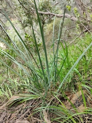 Lomandra multiflora dura