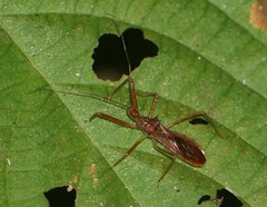 Harpactorini