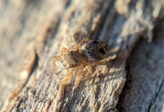 Habronattus