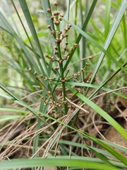 Lomandra multiflora dura
