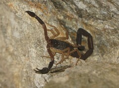 Centruroides