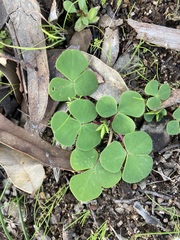 Oxalis purpurea