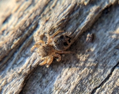 Habronattus