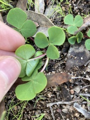 Oxalis purpurea