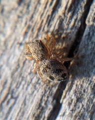 Habronattus