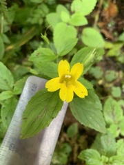 Erythranthe dentata