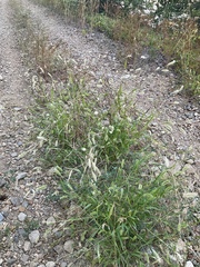 Setaria viridis