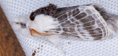 Tolype velleda