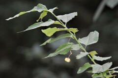 Euonymus occidentalis