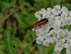 Rhagonycha fulva