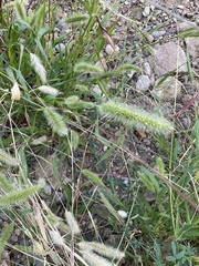Setaria viridis