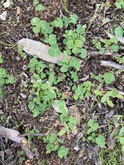 Oxalis purpurea