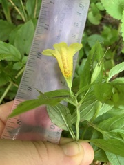Erythranthe dentata
