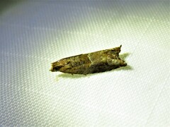 Tortricoidea