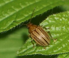 Colaspis brunnea