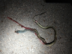 Drymobius margaritiferus