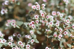 Euphorbia melanadenia