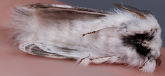 Tolype velleda