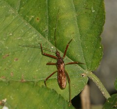 Harpactorini