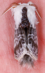 Tolype velleda