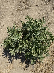 Asclepias speciosa