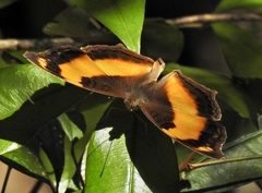 Yoma sabina